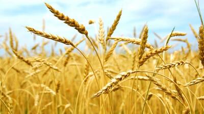 وعده‌های سرخرمن برای کشاورزان؛ اوراق قرضه به‌جای پول گندم؟