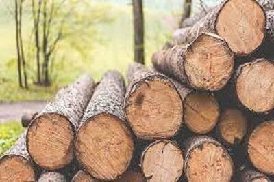 برخورد قاطع پلیس با قاچاق چوب‌های جنگلی در گرگان