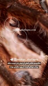 عنکبوت پرنده خار؛ غول بی‌ آزار جنگل‌ های بارانی / فیلم
