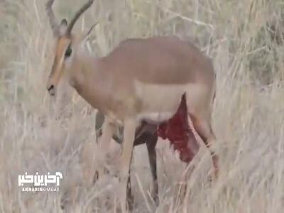 تمساح ایمپالا را زنده زنده خورد!