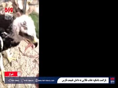 بازگشت عقاب طلایی به دامان طبیعت فارس
