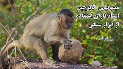 استفاده شگفت‌انگیز میمون‌های کاپوچین از ابزار سنگی برای تهیه غذا (فیلم)