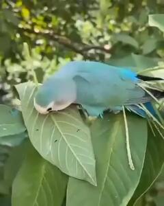 ساخت لانه به سبک مرغ عشق