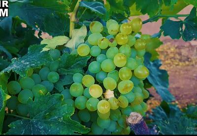 ارزیابی میدانی باغات انگور عجب‌شیر با حضور مسئولان و کارشناسان