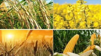 اعلام قیمت منطقی خرید تضمینی گندم‌ در بازار