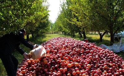 کاهش ۳۰ درصدی تولیدات باغات به دلیل بارندگی‌ کم و سرمازدگی