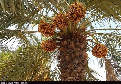 برداشت 2400 تن خرما از نخیلات بندر خمیر آغاز شد - تسنیم