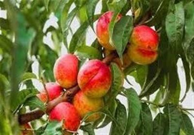 صادرات شلیل مغان به کشورهای اوراسیا - تسنیم