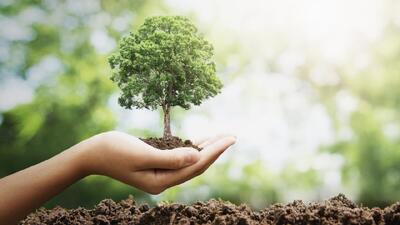 احیای باغات خرم آباد با طرح نفس؛ کاشت بیش از ۶ هزار نهال درخت