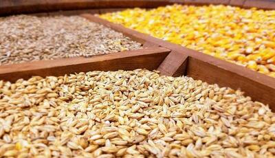 پیگیری سهمیه ذرت چهارمحال و بختیاری از ذخایر کشوری