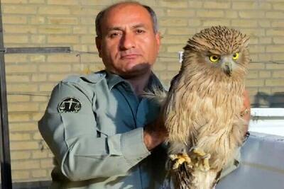 جزئیات شهادت یک محیط‌بان؛ قاتل بعد از 2 ماه همچنان فراری است!