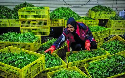 ضعف نهادهای توسعه‌ای، چالش پایداری کسب‌وکارهای خُرد