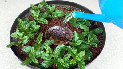 بهترین روش برای کاشت سبزیجات در خانه
