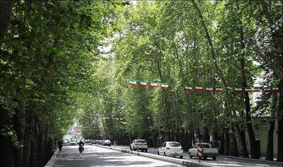 ۱۰۰ چنار جایگزین درختان خشک ولیعصرعج