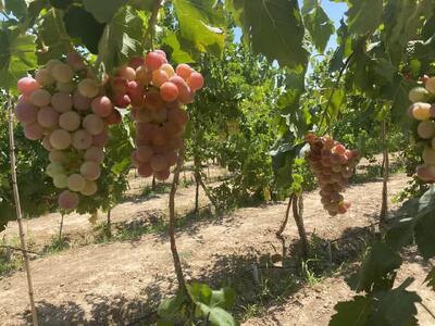 سرشاخه کاری در ۲.۵ هکتار تاکستان‌های شاهرود انجام شد