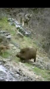 فیلم حمله گروهی گرگ‌ها به طعمه تنها