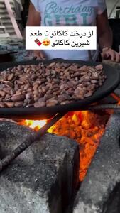 مراحل تهیه کاکائو از درخت کاکائو + فیلم