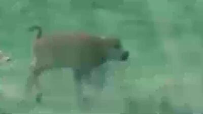 فیلم واکنش گوساله به حمله گرگ