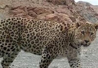 پلنگ ایرانی در اصفهان مشاهده و ثبت شد - تسنیم