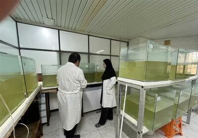 اجرا طرح راهبردی تولید پروبیوتیک برای کنترل بیماری میگو پرورشی - تسنیم