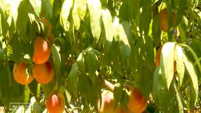 برداشت میوه‌های هسته‌دار در گلسار آغاز شد + فیلم
