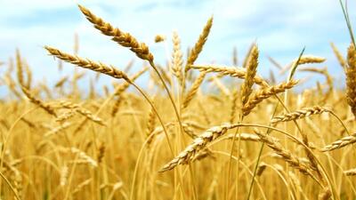 ۳ هزار و یکصد میلیارد تومان از طلب گندمکاران گلستانی باقی مانده است