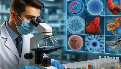 استفاده از پروبیوتیک‌های بومی؛ جایگزینی مؤثر برای آنتی‌بیوتیک‌ها در صنعت طیور