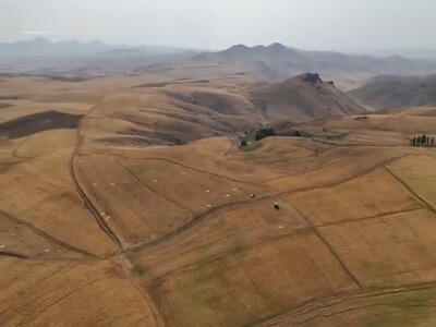 برداشت گندم در سارال کردستان