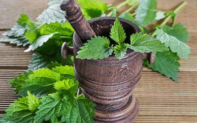 گزنه موثرترین دافع سنگ کلیه است