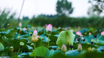 تالاب نیلوفر آبی بابل