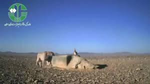 فیلم/ همزیستی یوز و گورخر کنار آب