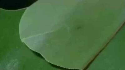 فیلم زندگی کرم ابریشم و پناهگاه مهندسی‌شده‌اش