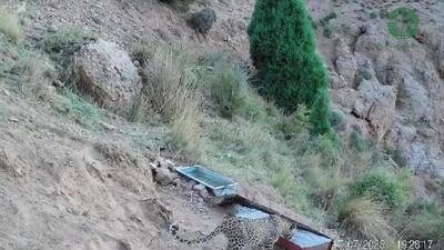 فیلم کم نظیر از یک پلنگ در ارتفاعات فیروزکوه + فیلم