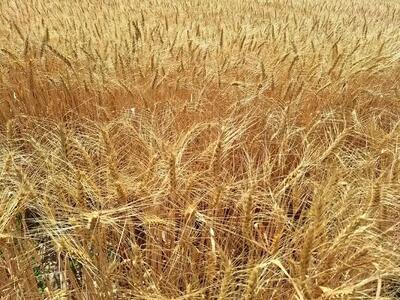 گندم به جای خوراک دام؛ پیامد تأخیر در پرداخت مطالبات گندمکاران
