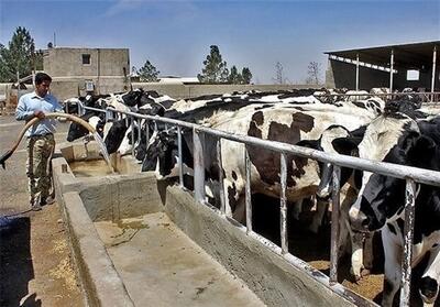 گلایه دامداران یزدی؛ از گرانی نهاده‌ها تا وعده‌های بی‌عمل تسهیلات - تسنیم