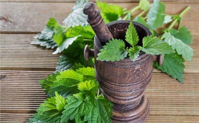 تاثیر شگفت‌انگیز گزنه در دفع سنگ کلیه (فیلم)
