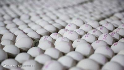مرغداران ایرانی ۲۰ هزار میلیارد تومان زیان دیدند