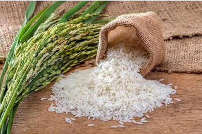 قیمت برنج پاکستانی امروز ۱۴ مرداد ۱۴۰۴ / برنج دانه بلند مژده چند؟ + جدول