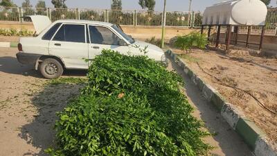 خودروی حاوی گیاه قاچاق چلم محور شاهرود- تهران توقیف شد