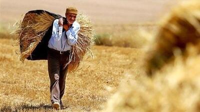 قیمت خرید گندم نقدی به ۱۸ هزار تومان رسید/ ۶۰ درصد مطالبات گندمکاران معوق است