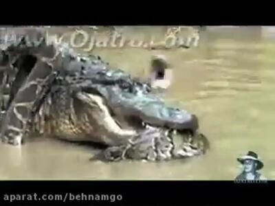 فیلم نبرد دیدنی مار و تمساح