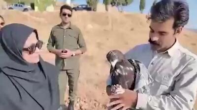 پرواز بی‌ نظیر عقاب طلایی: حیرت‌ انگیزترین تصاویر طبیعت فارس + فیلم