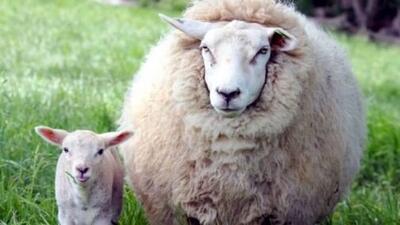 تولد گوسفندی با چهره‌ای شبیه انسان در یکی از روستاهای داغستان/ تصاویر
