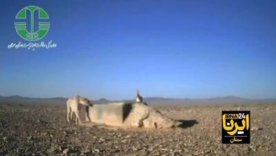 اتفاق نادر از دیدار یوزپلنگ و گور آسیایی در یک قاب + فیلم