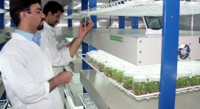 افزایش مقاومت زعفران به خشکی با استفاده از قارچ‌کش پنکونازول