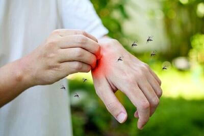 دارندگان این گروه خونی برای پشه‌ها جذاب‌ترند