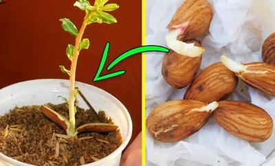 آموزش کاشت و نگهداری بادام در گلدان