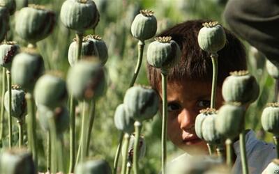 کاهش کشفیات تریاک، دردسر تازه صنعت داروسازی | اقتصاد24