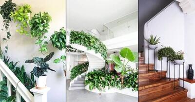 گیاهان مقاوم به سرما برای راه‌پله‌ کم‌نور
