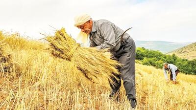 افزایش ۶ درصدی بهره‌برداران و رکوردشکنی در تولید گندم و دام